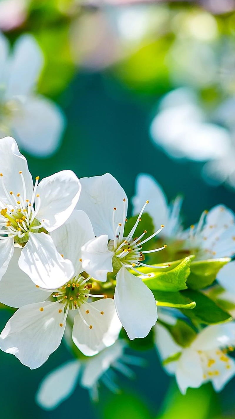 White flower , cherry, blur, background, HD phone wallpaper