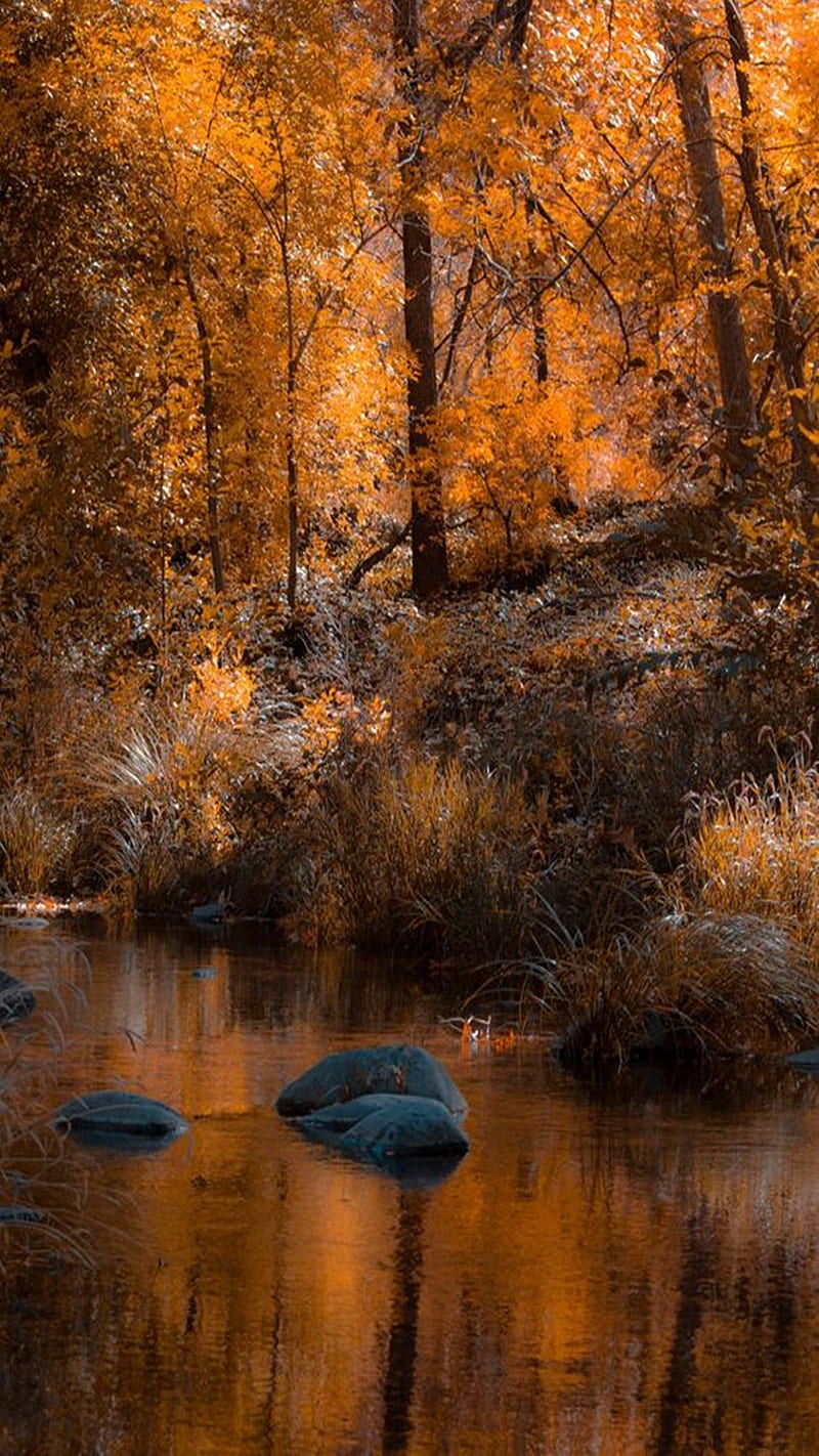 Autumn Landscape, HD phone wallpaper