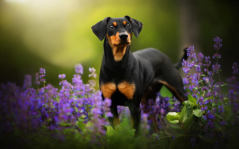 Doberman Pinscher, lavender, pets, dogs, black dog, cute dog, Doberman Pinscher Dog, HD wallpaper