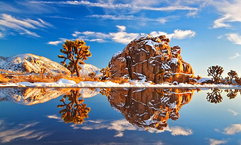Joshua Tree Reflection, grass, National Park, yellow, bonito, trees, lake, winter, meltwater, water, California, snow, reflections, white, blue, HD wallpaper