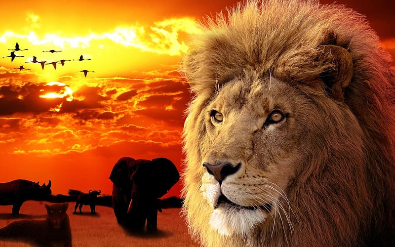 Cats, Sunset, Lion, Animal, Elephant, HD wallpaper