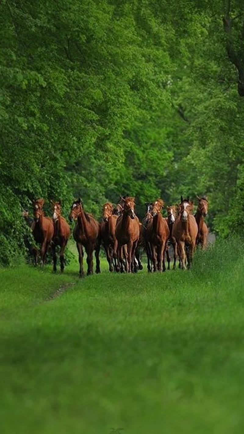 Nature Horses, HD phone wallpaper