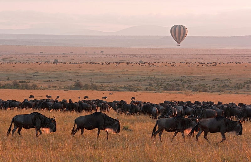 Balloon Safari, balloon, early sunrise, wildebeest, dark grey, african veldt, HD wallpaper