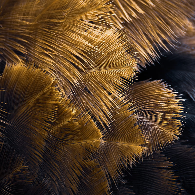 Golden Feathers, Art, animal, bird, dark, gold, light, macro, nature, HD  phone wallpaper | Peakpx
