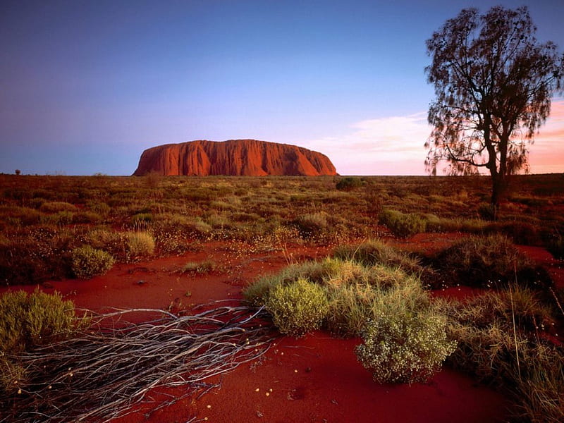 Ayres Rock, tree, australia, red desert, shrubs, HD wallpaper