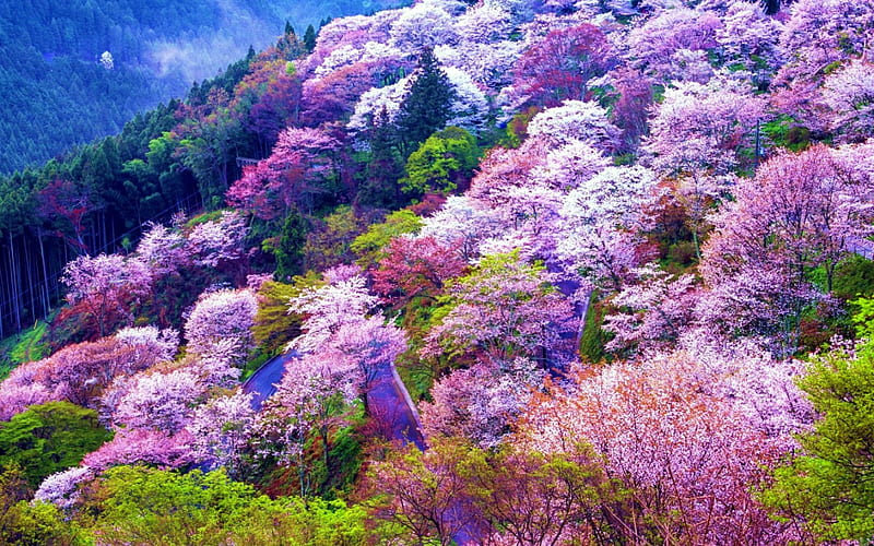 Mount Yoshino, Japan in Spring, colos, springtime, blossoms, trees, asia, landscape, HD wallpaper