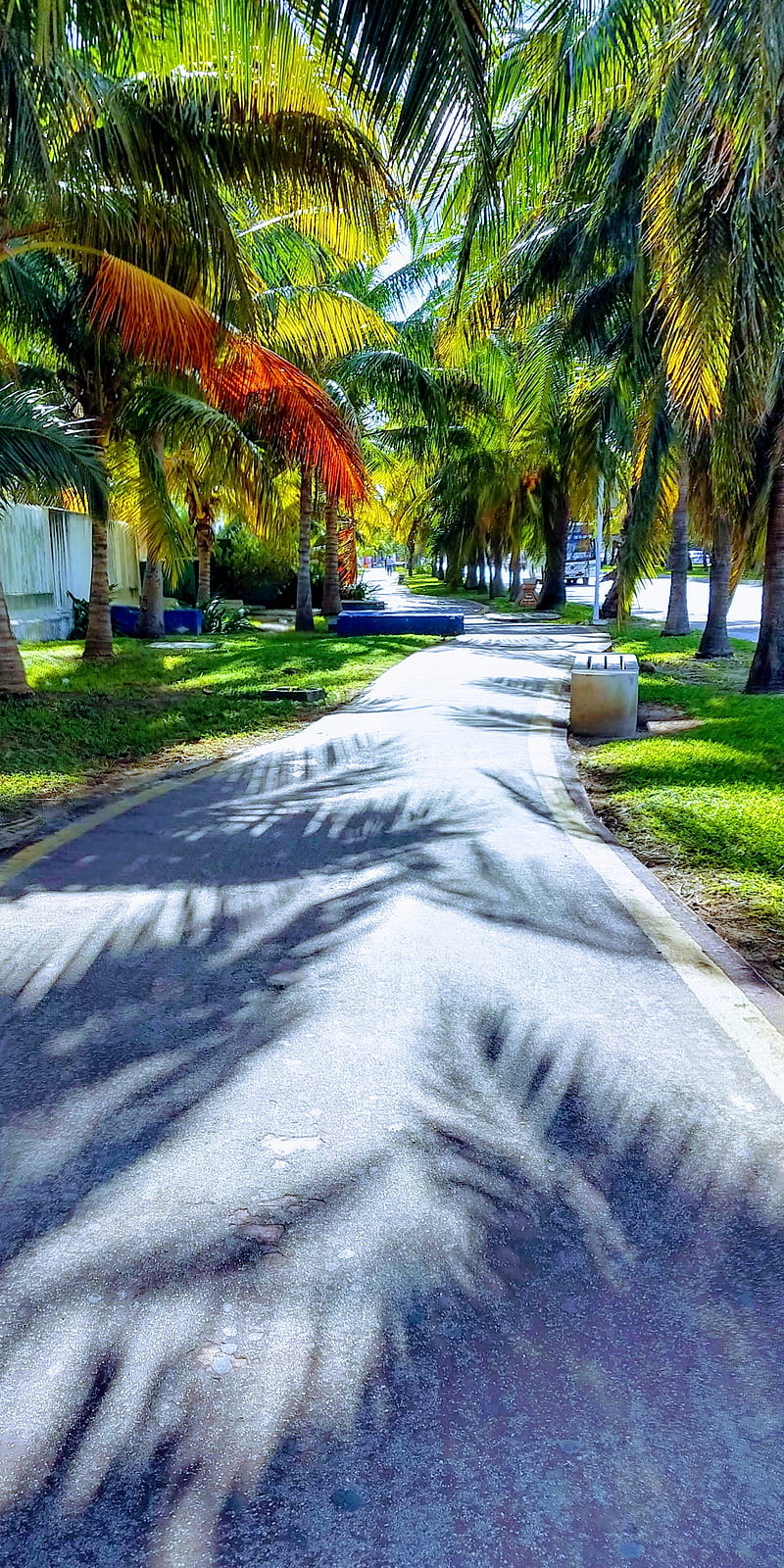 Palmera, coconuts, palm tree, palmas, palms, place, relax, road, vacation, way, HD phone wallpaper