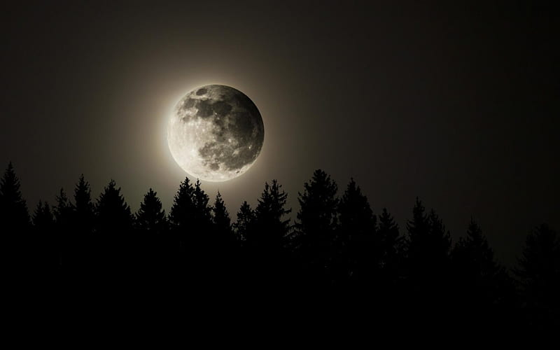 full moon, forest, moon, night, full, HD wallpaper