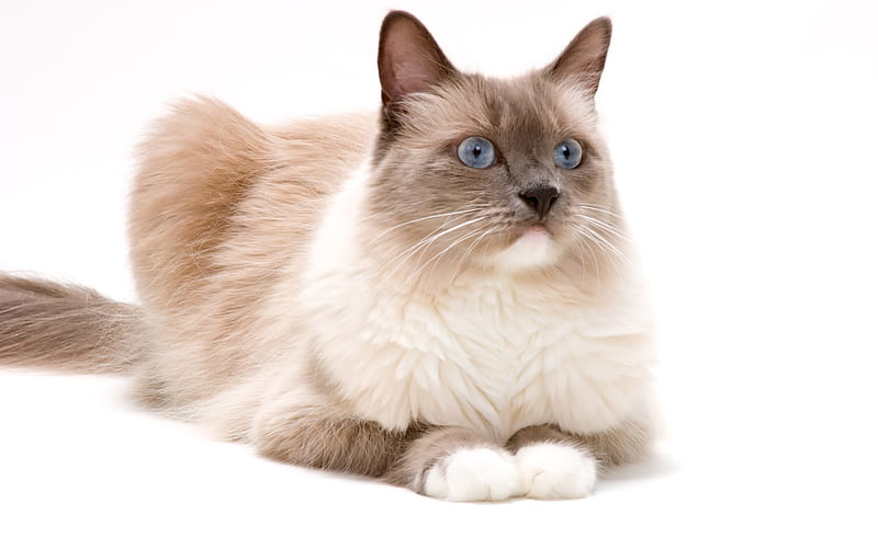 Ragdoll Cat, fluffy cat, brown ragdoll, pets, cute animals, cats, Ragdoll, HD wallpaper