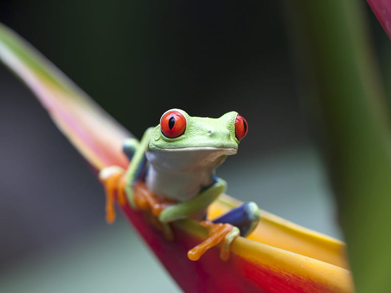 Frog, green, red, broasca, yellow, amphibian, HD wallpaper