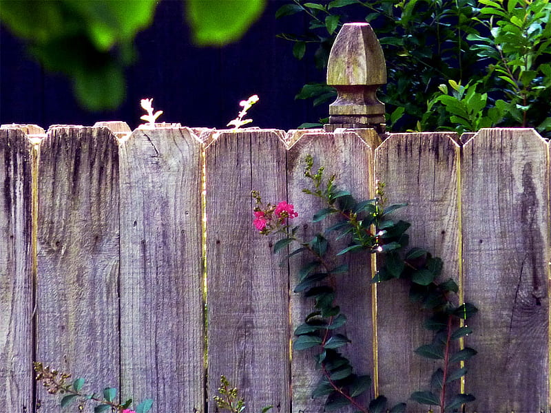 flowers against a fence, fence, flowers, crepe myrtle, post, yard, HD wallpaper