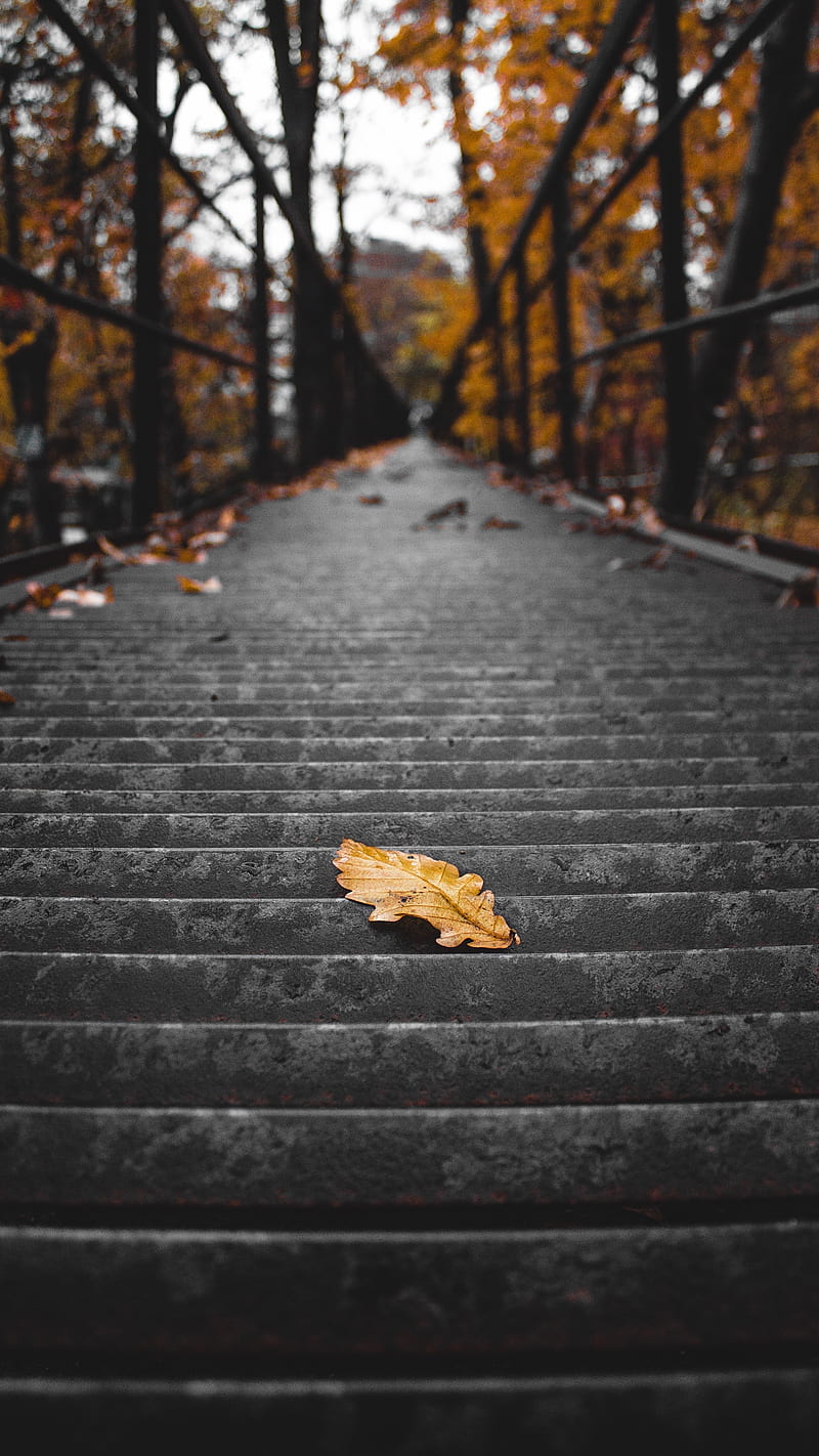 stairs, steps, leaf, dry, autumn, HD phone wallpaper