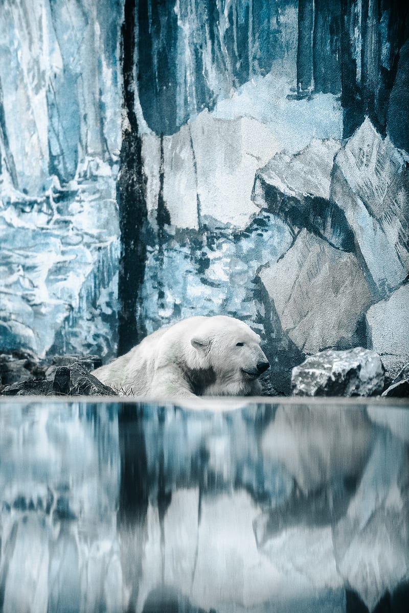 polar bear, bear, water, HD phone wallpaper