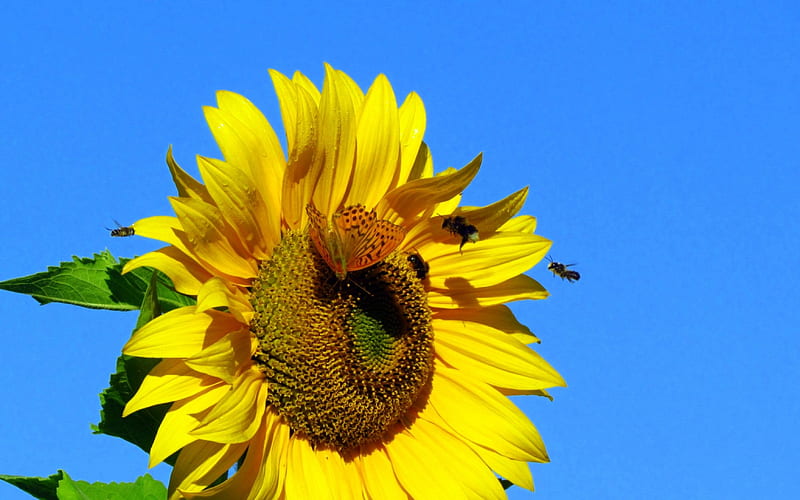 Sunflower, bee, fall, butterfly, summer, bluesky, HD wallpaper