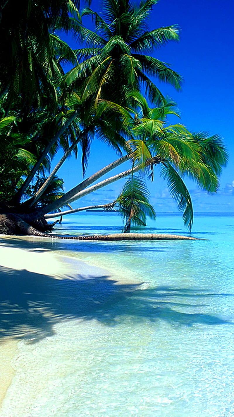 Island Paradise Background