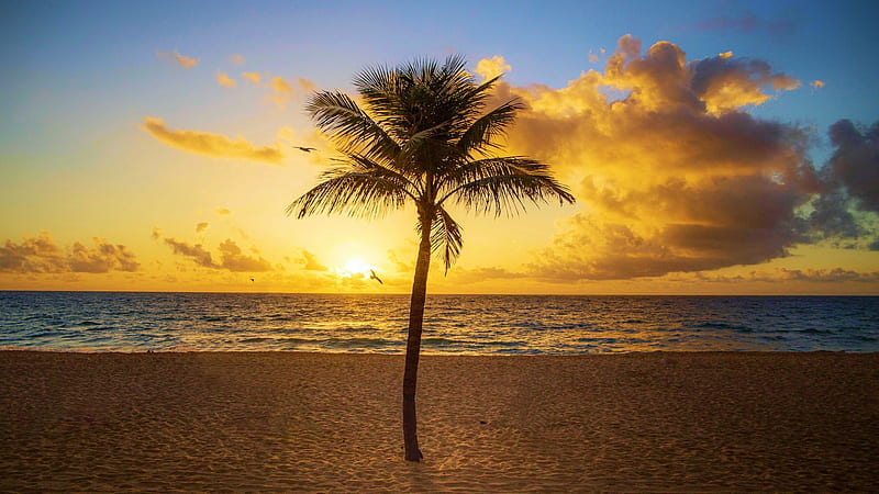 Beach Miami Stock Photo  Download Image Now  Palm Tree Florida  US  State Beach  iStock