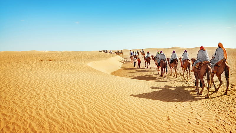 Into the Desert, camel walk, desert, trek, mideast, Sahara, walk, camels, caravan, HD wallpaper