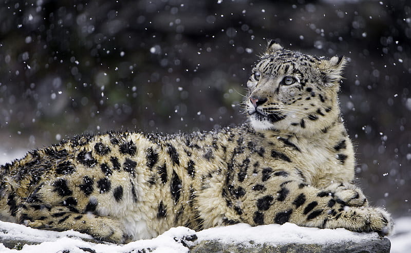 Beautiful Snow Leopard Wild Animal, ... Ultra, Animals, Wild, Winter,  Young, HD wallpaper | Peakpx