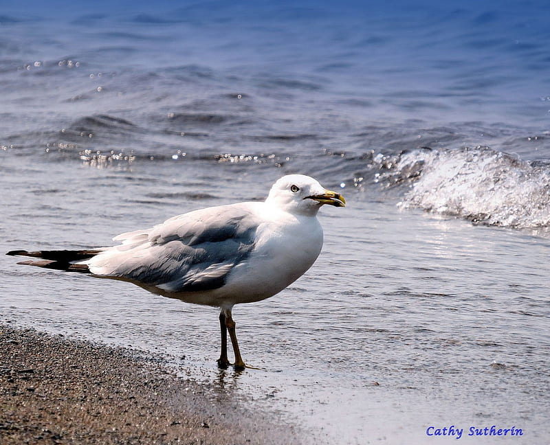 Seagull Says Summer, ocean, waves, seagull, beach, waterfowl, sand, bird, summer, wildlife, nature, HD wallpaper