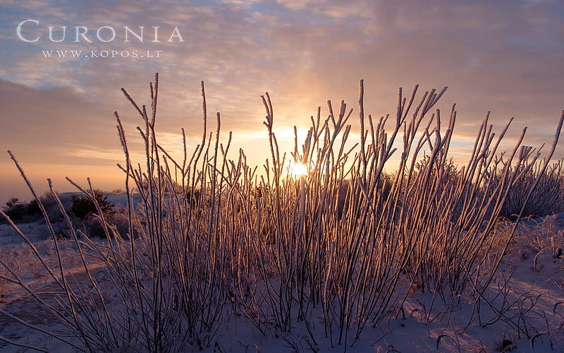 Purple sunset in Curonia in winter, hoar, kurische, curonia, bonito, magic, snowy, spit, sand, dunes, fabulously, nehrung, beauty, morning, pink, frost, harmony, kopos, curonian, winter, spirit, rime, purple, violet, snowdrifts, nature, white, frozen, landscape, HD wallpaper