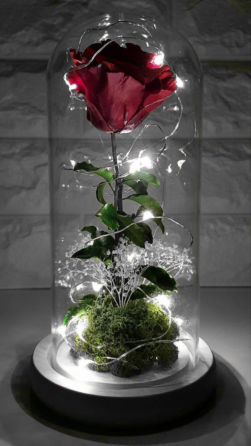 Red rose, anniversary, flower, flowers, l9ve, marriage, wedding, HD phone wallpaper