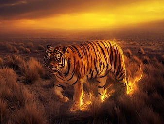 Tiger Making Fire Steps Predator Surreal Artwork Landscape Hd Wallpaper Peakpx