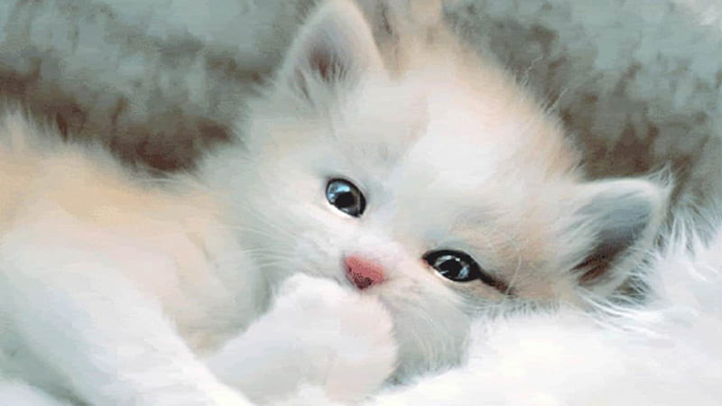 Cute White Cat Kitten Is Lying On Bed Cute Cat, HD wallpaper
