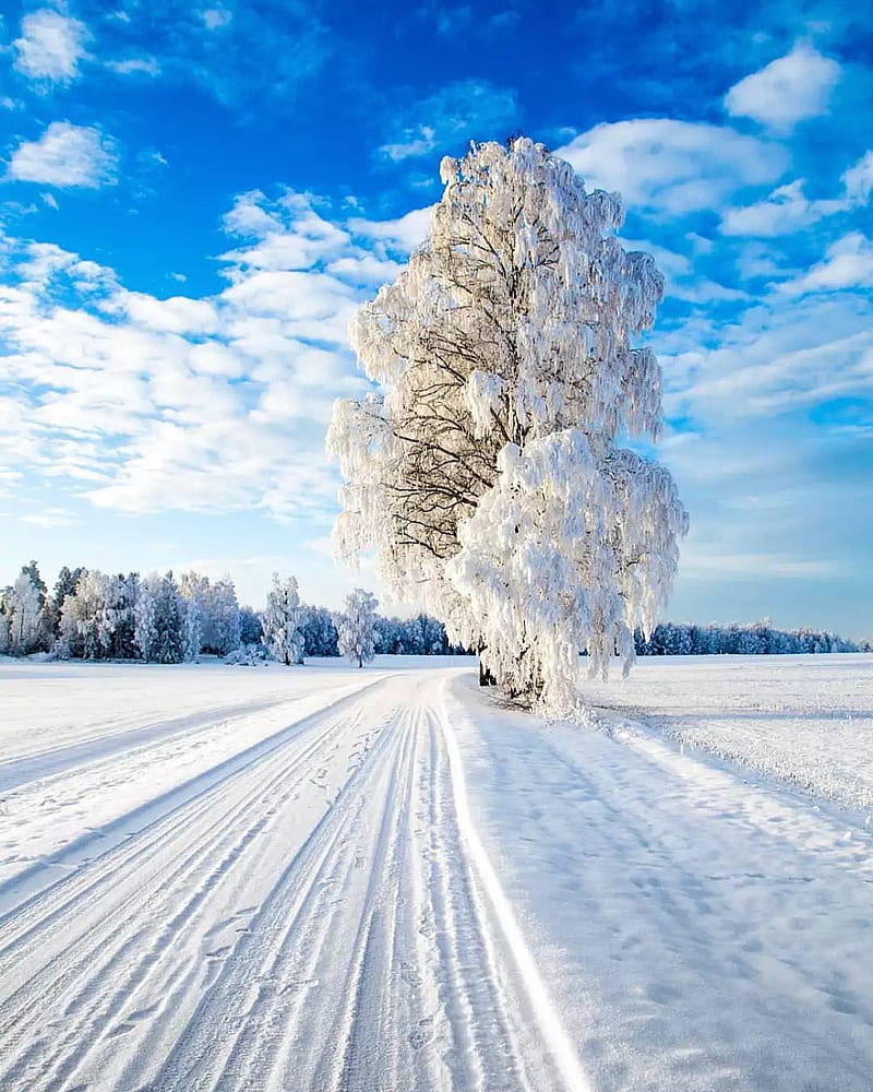 Snow, snow, landscape, winter frio, invierno, landscape, hielo, helada, HD  phone wallpaper