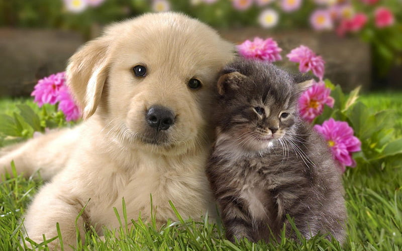 Friends, friend, grass, cat, animal, cute, green, flower, garden, nature, kitten, pink, couple, puppy, dog, HD wallpaper