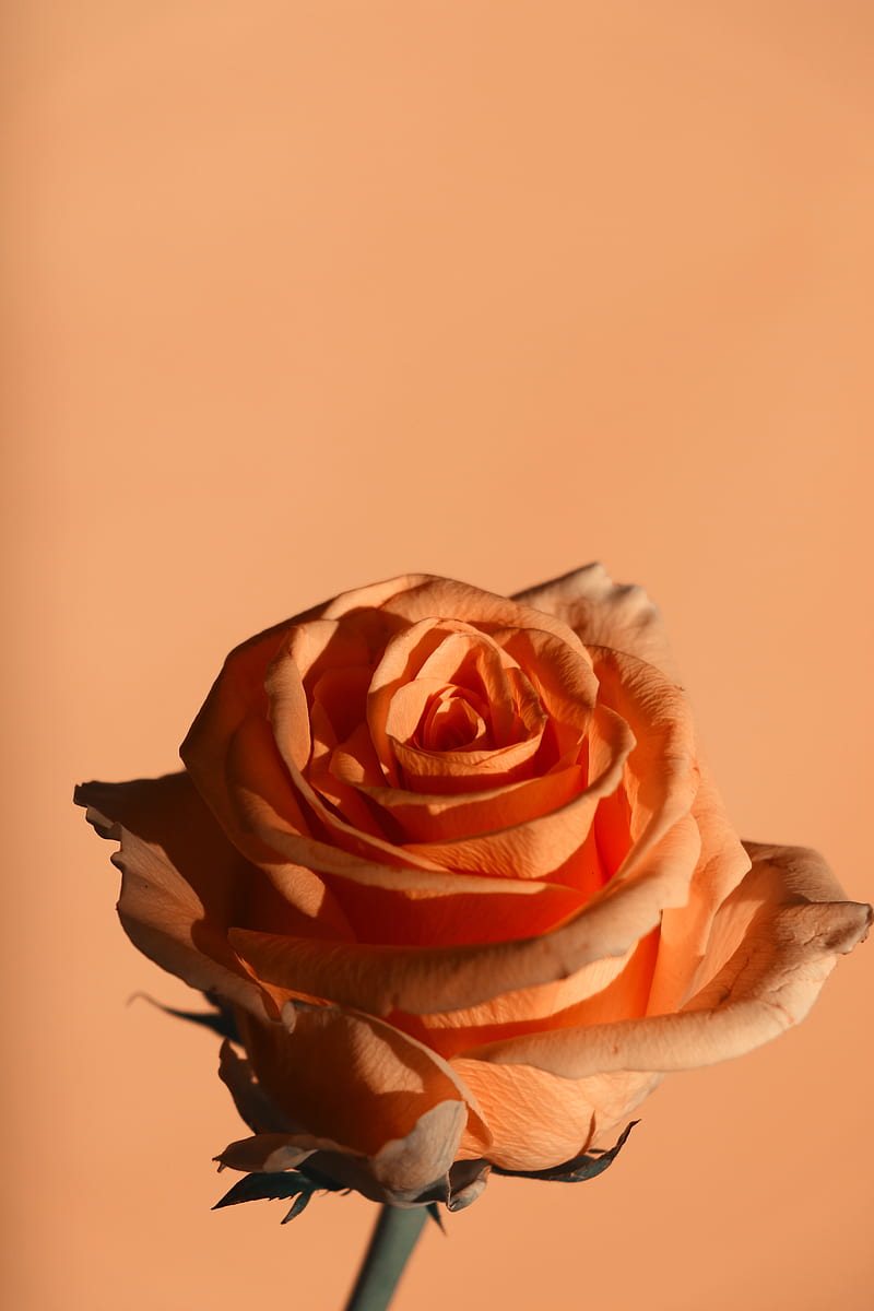 pink and white rose in close up graphy, HD phone wallpaper