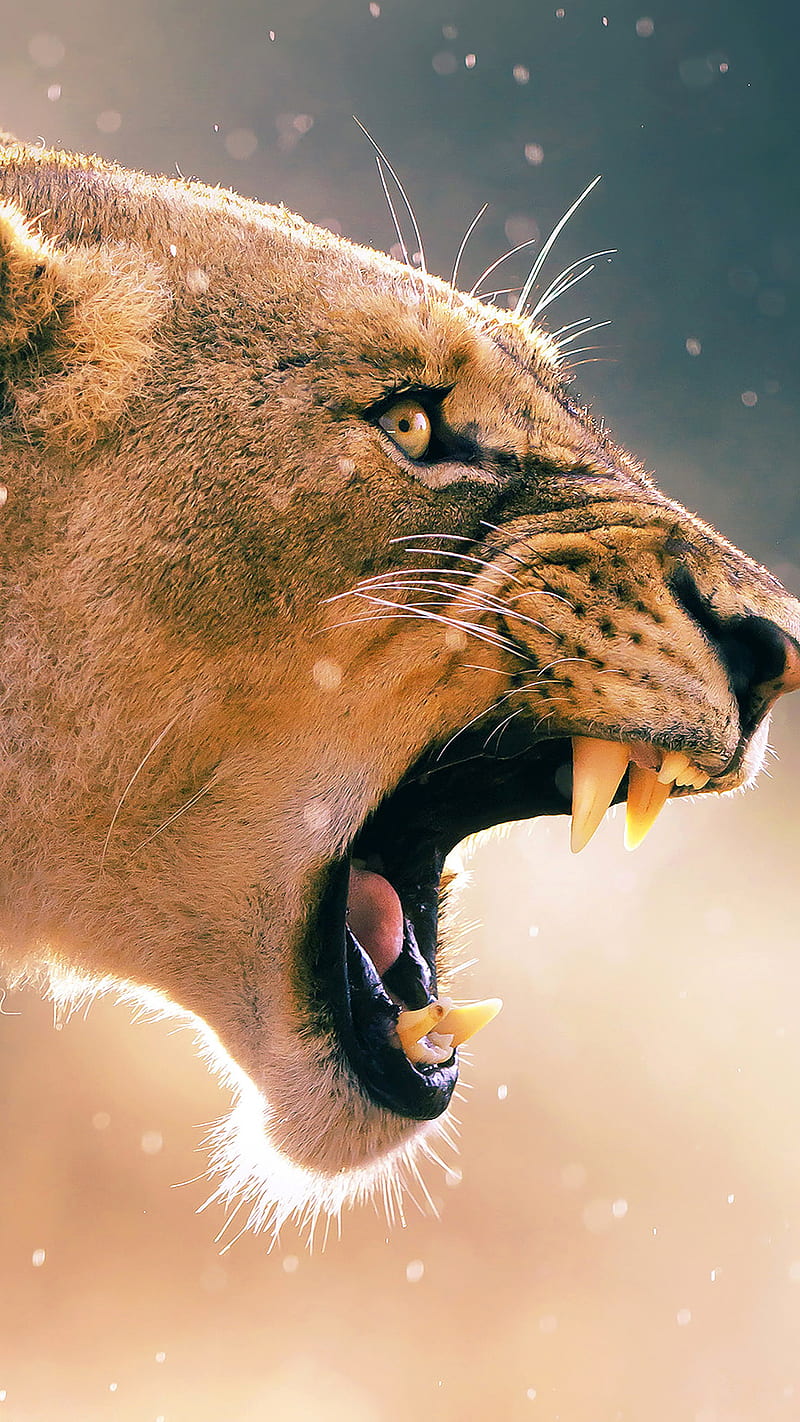 Angry Lion , roar, wild, animal, HD phone wallpaper