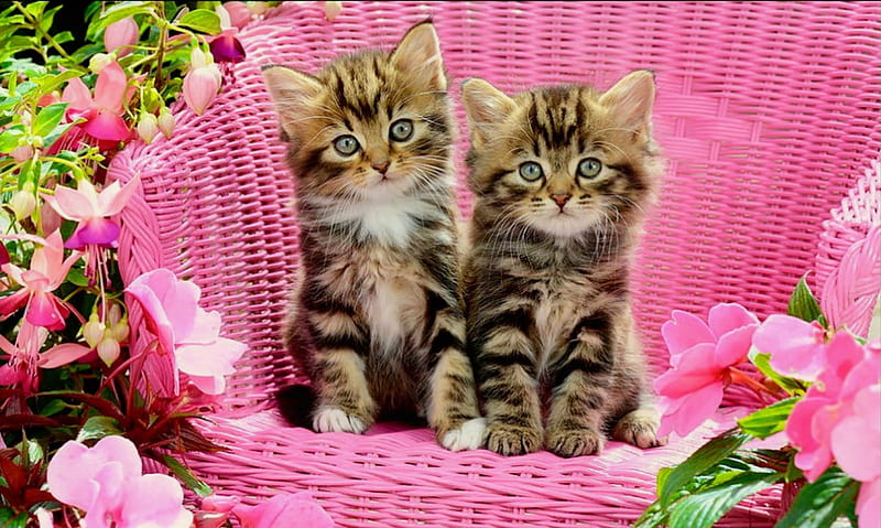 Tabby kittens, pretty, colorful, fluffy, bonito, adorable, fragrance, sweet, flowers, kitties, pink, friends, lovely, tabby, kittens, bench, scent, park, freshness, cute, summer, garden, cats, HD wallpaper