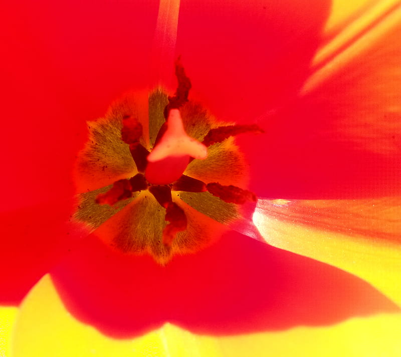 Tullip, flower, red, HD wallpaper | Peakpx