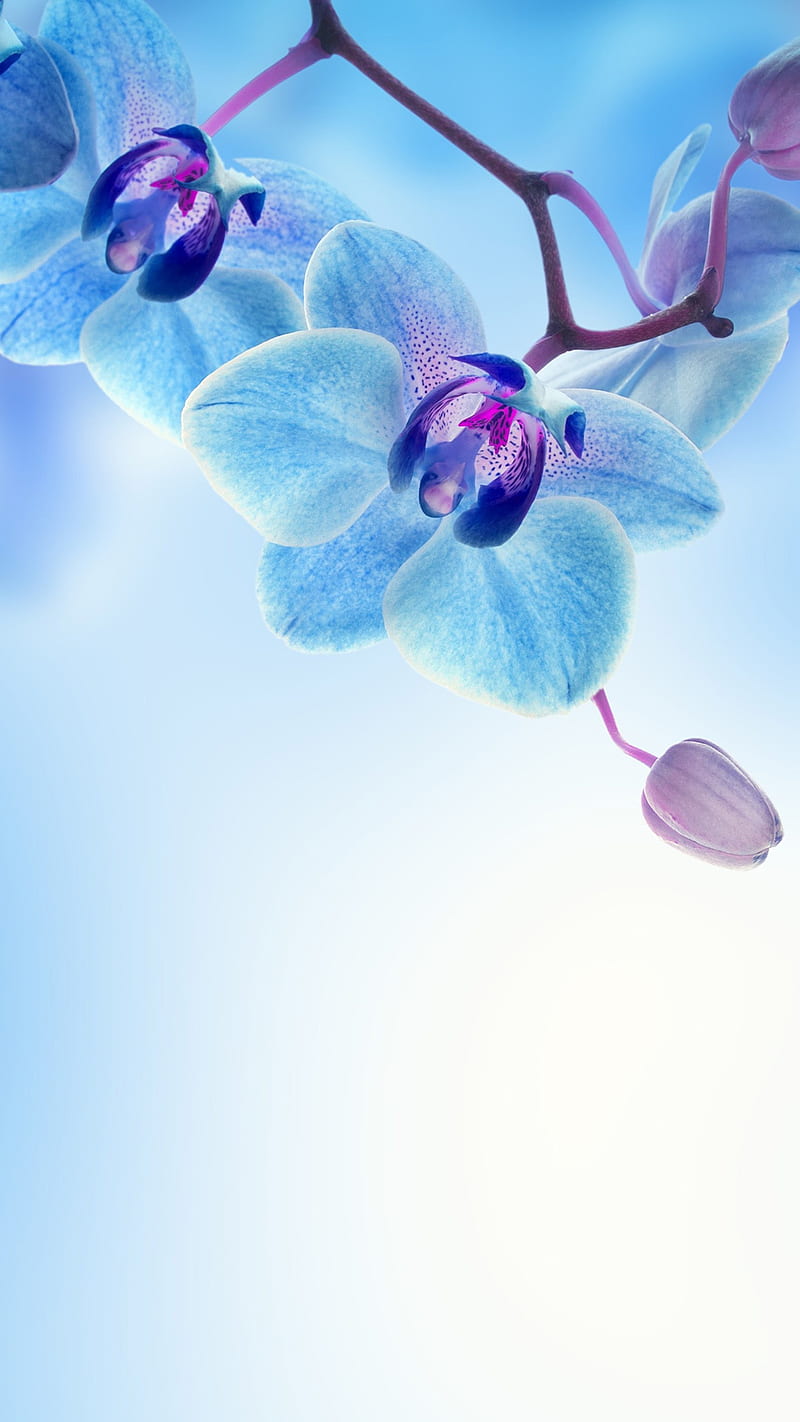 1080P free download | Orchidea, icio, orchids, HD phone wallpaper | Peakpx