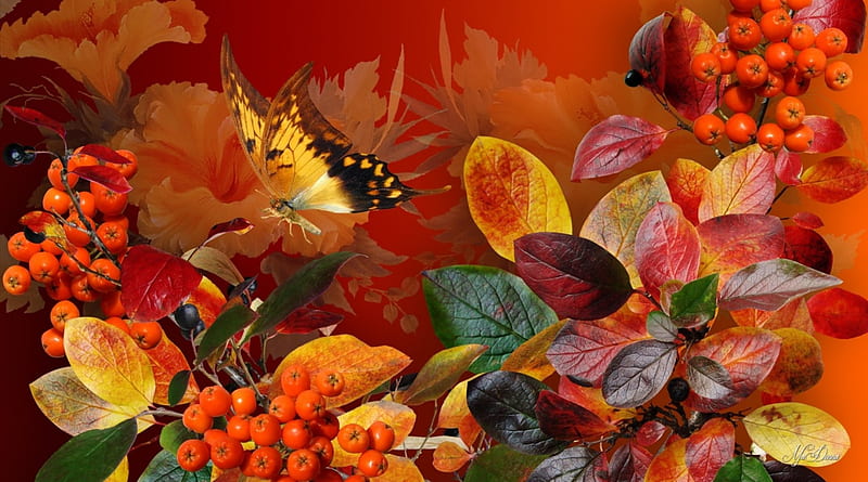 Enchanted Autumn Butterfly, fall, autumn, leaves, butterfly, bright, mountain ash, flowers, HD wallpaper