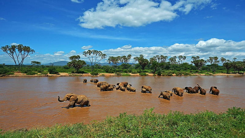 Elephants in Muddy River, Elephants, Rivers, Mud, Animals, HD wallpaper