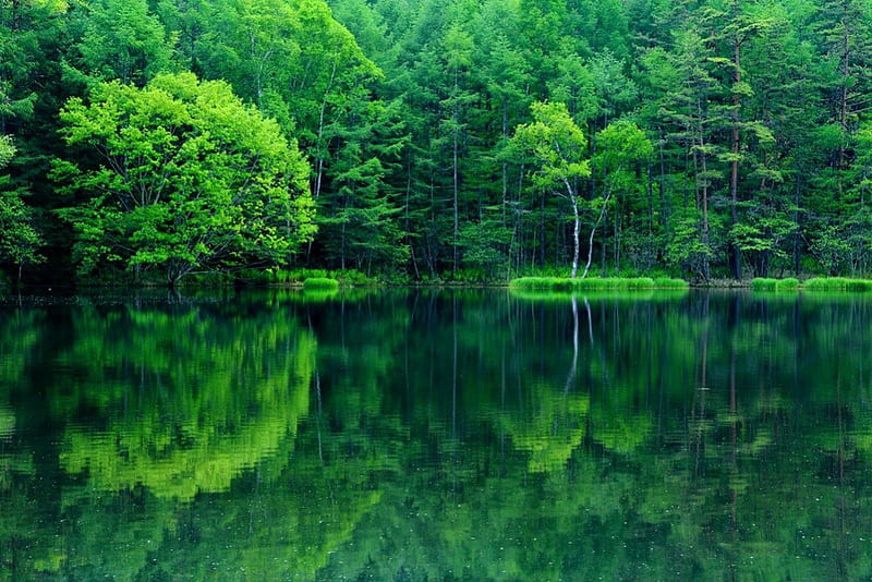 Tranquility, shore, bonito, mirrored, nice, green, river, forest, quiet, calmness, lovely, clear, greenery, trees, lake, water, serenity, peaceful, crystal, nature, lakeshore, HD wallpaper