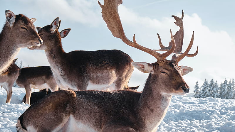 Deers In Snow Field Animals, HD wallpaper