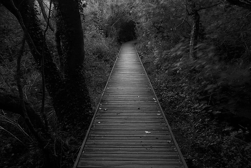 Dark Path, path, tunnel, trees, bushes, wooden, HD wallpaper