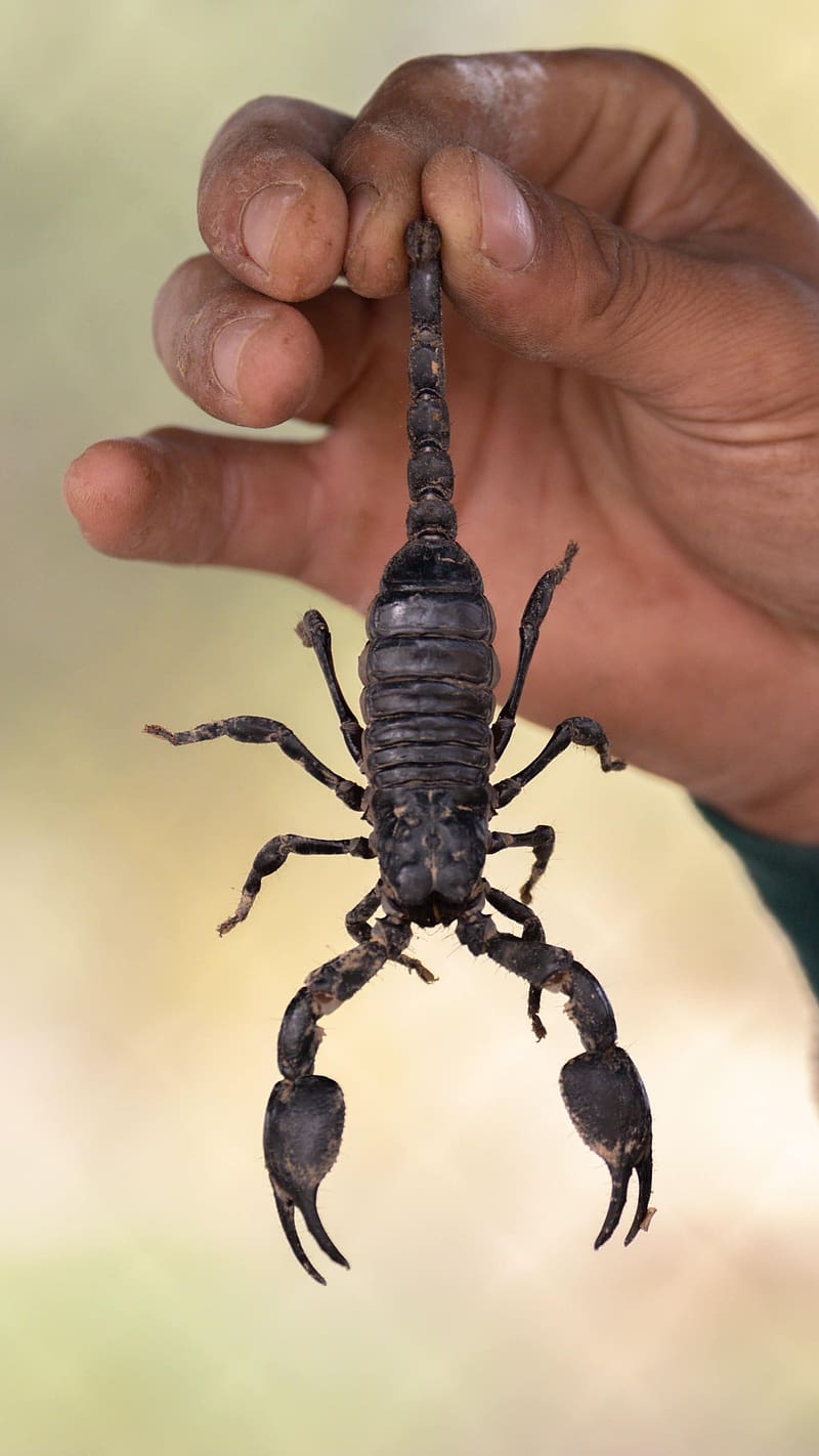 HD wallpaper scorpion man holding in hand man holding scorpion in hand danger poison insect