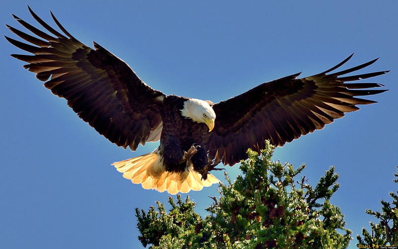 Bald Eagle Landing, wings, bird, flight, eagle, trees, animal, HD wallpaper