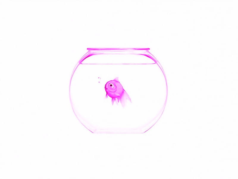 Luna's fish, cute, glass, water, fish, aquarium, funny, pink, HD wallpaper