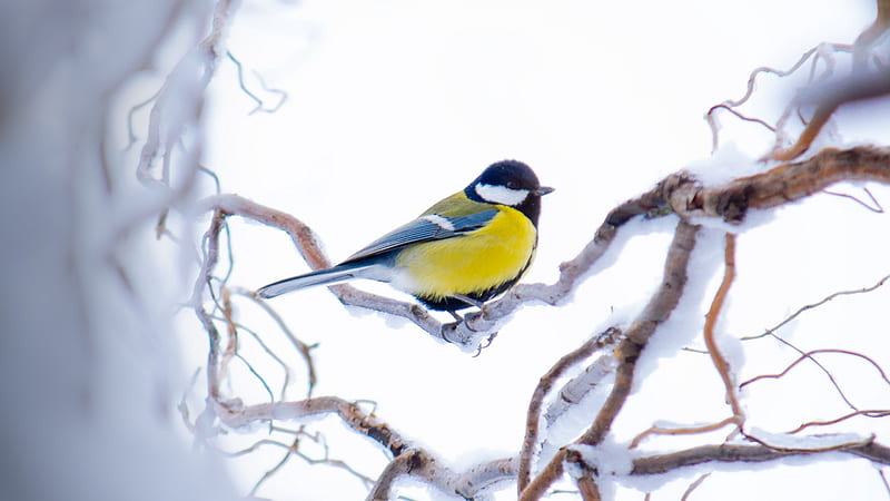 Great Tit, bird, pasari, yellow, pitigoi, blue tit, iarna, winter, HD wallpaper