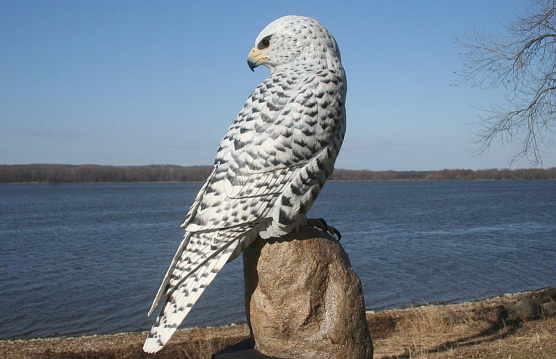 The White Peregrine Falcon, BEAUTY, NATURE, BIRDS, PEREGRINE FALCONS, HD wallpaper