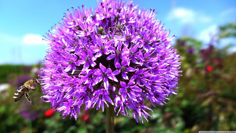 Purple Onion Flower, flowers, nature, purple, HD wallpaper