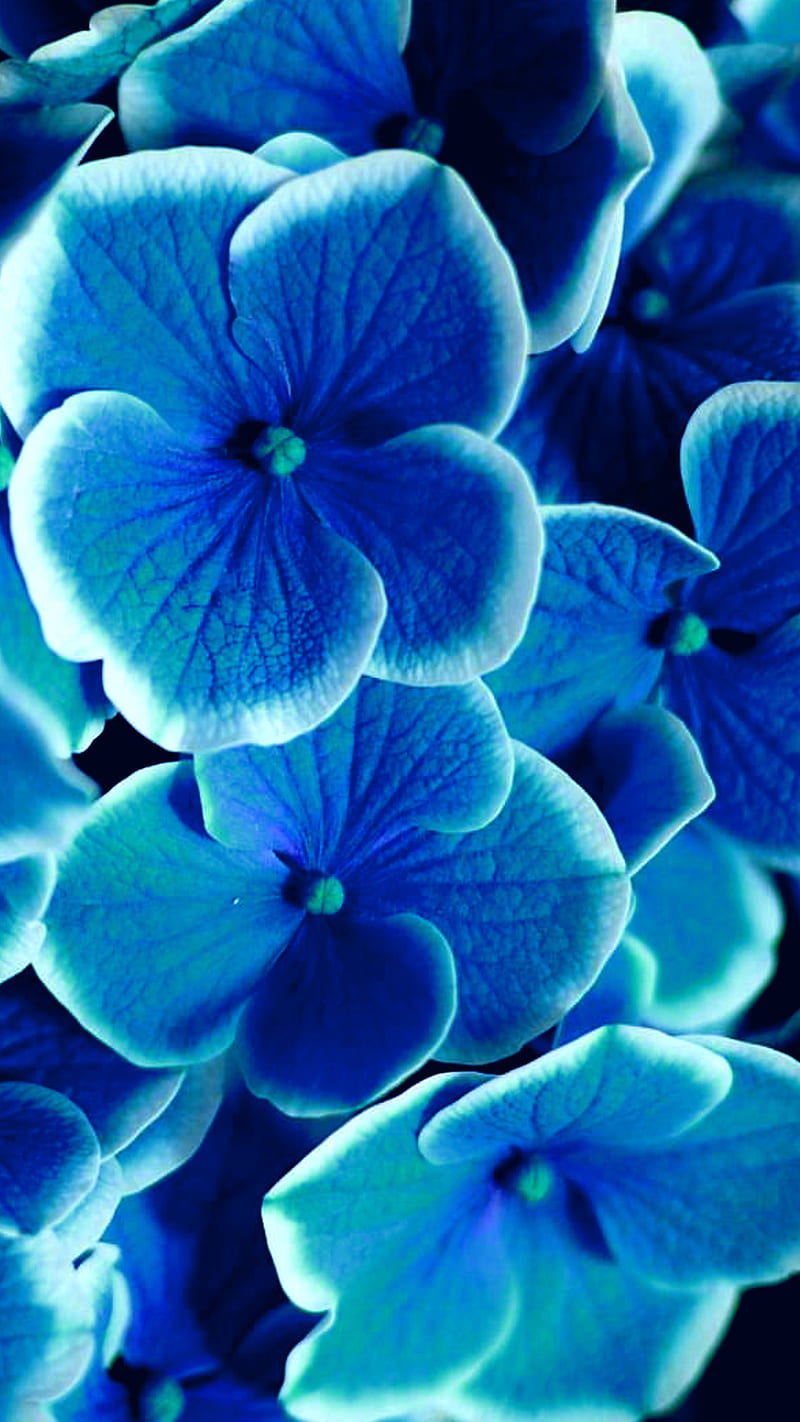 Blue violets, acer, android, anime, apple, asus, black, cat, cyan, dog, edge, edit, flower, flowers, funny, g2, g3, g4, g5, g6, g7, g8, galaxy, green, happy birtay, hey, honor, htc, huawei, ios, ipad, iphone, lenovo, lite, love, mate, mini, mom, nokia, nova, p10, p20, p6, p7, p8, p9, panda, plus, pro, s2, s3, s, HD phone wallpaper