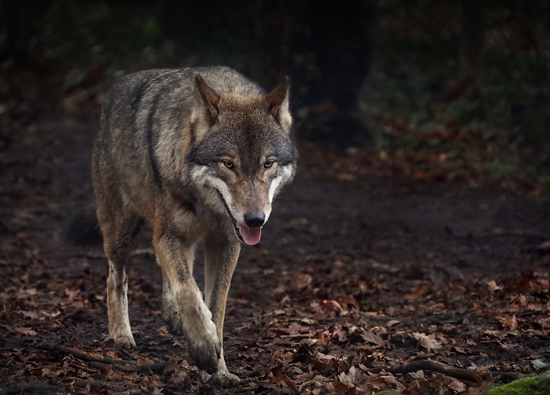 wolf, protruding tongue, predator, HD wallpaper