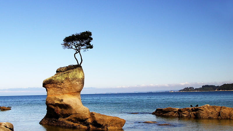 tree growing on a rock at the seashore, rocks, tree, shore, birds, sea, HD wallpaper