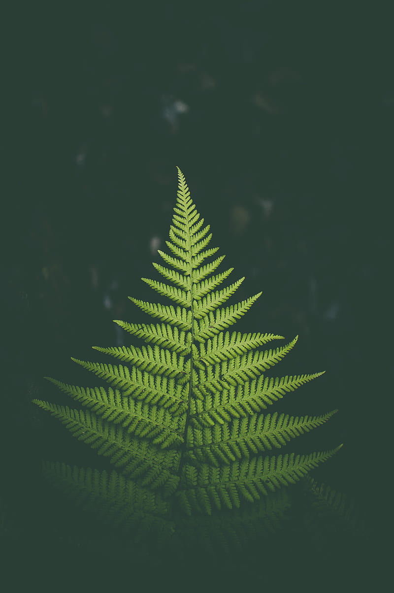 green fern leaf, HD phone wallpaper