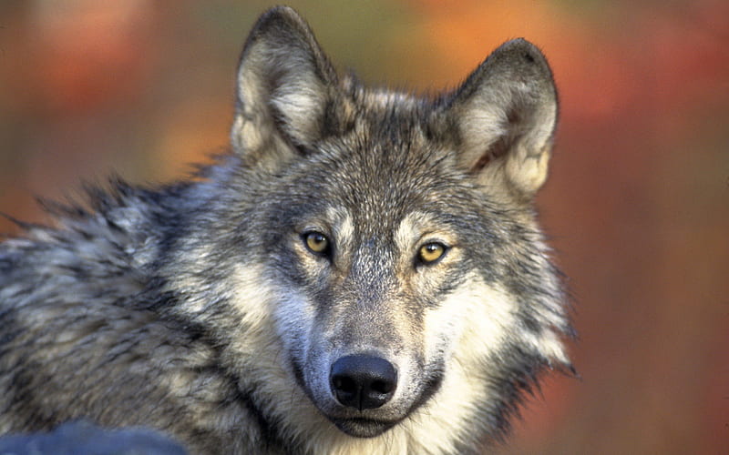 Grey Wolf, predator, nature, portrait, wild, HD wallpaper